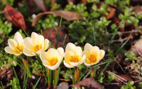 Маленькие белые крокусы с желтой серединкой 