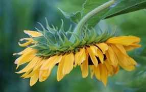 Подсолнух с желтыми лепестками опущен вниз 