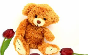 Медвежонок Тедди  с тюльпанами на белом фоне