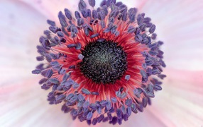 Середина цветка розовой анемоны 