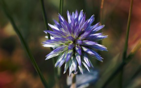 Цветок чертополоха крупным планом 