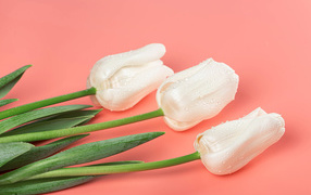 Три красивых нежных белых тюльпана на розовом фоне