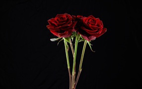 Три  бордовые розы на черном фоне