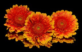 Три оранжевых цветка хризантемы на черном фоне