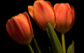 Три оранжевых тюльпана на черном фоне
