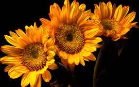 Три цветка подсолнуха на черном фоне