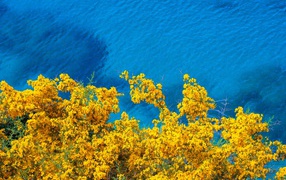Дерево с желтыми цветами над голубой водой