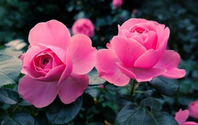 Две красивые нежные  розовые розы с зелеными листьями крупным планом 