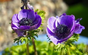 Два сиреневых цветка анемоны на клумбе