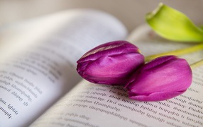 Два сиреневых тюльпана лежат на книге