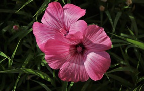 Два розовых цветка лавантеры в траве