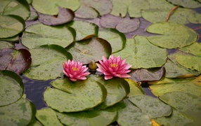 Две розовые водяные лилии с бутонами и зелеными листьями в пруду 