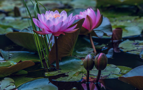 Два розовых цветка водяной лилии с бутонами в воде