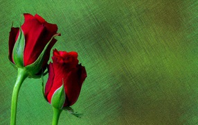 Две красные английские розы на зеленом фоне