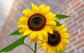Два цветка подсолнуха на фоне стены