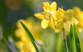 Два нежных весенних нарцисса на клумбе