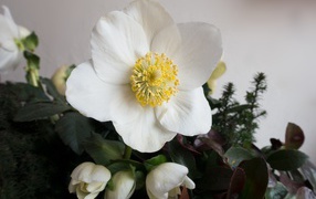 Белый цветок анемоны с бутонами