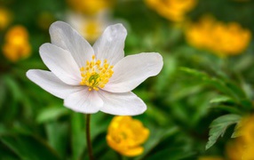 Белый цветок анемоны с нежными лепестками на зеленом фоне 