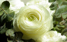 Белые цветы лютика крупным планом