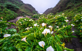 Белые цветы каллы с большими зелеными листьями