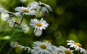 Белые цветы ромашки растут на клумбе 