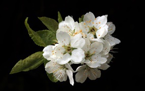 Белые цветы вишни на черном фоне