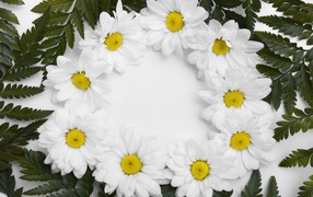 Белые цветы хризантемы с зелеными листьями на белом фоне 