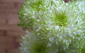 Белые хризантемы с зелеными краями на лепестках 