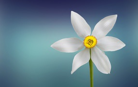 Белый цветок нарцисса на голубом фоне крупным планом