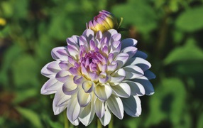 Белый цветок георгина с фиолетовой серединкой