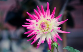 Белая георгина с розовыми лепестками