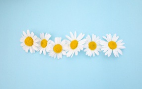 Белые ромашки с желтой серединкой на голубом фоне 