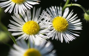 Белые ромашки с тонкими лепестками и желтой серединкой