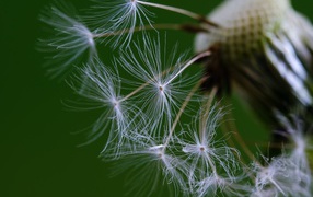 Белые семена одуванчика на зеленом фоне 