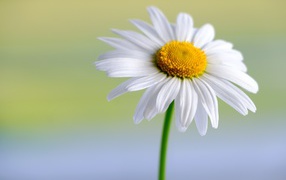 Белые нежные лепестки с желтой серединкой у цветка ромашки