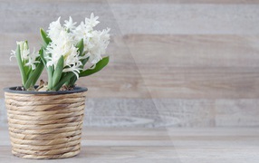 Белые цветы гиацинта в горшке на фоне стены