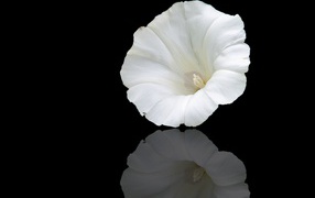 Белый цветок лаватера на черном фоне 