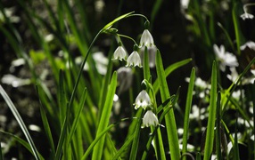 Белые маленькие весенние цветы подснежники в лучах солнца