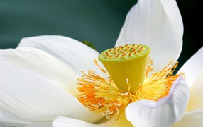 Белый цветок лотоса с крупной серединой 