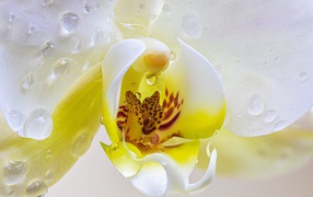 Белый цветок орхидеи в каплях воды крупным планом