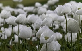 Белые маки с бутонами крупным планом