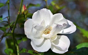 Белая роза с бутоном в лучах солнца на клумбе