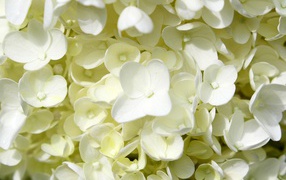 Белые мелкие цветы гортензии крупным планом