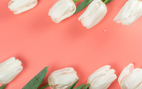 Белые тюльпаны в каплях росы на розовом фоне