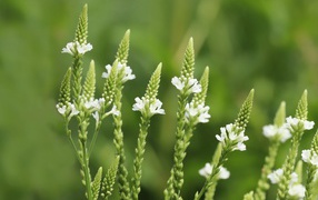 Белые полевые цветы на зеленом фоне