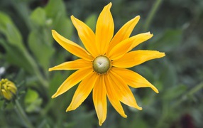 Желтый красивый цветок рудбекия  крупным планом 