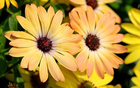 Желтые цветы  Остеоспермум крупным планом 