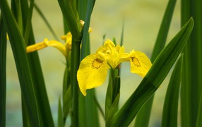 Желтые цветы ириса в зеленых листьях