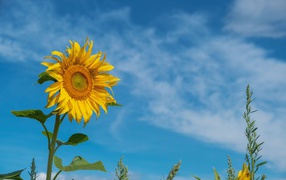 Желтый летний цветок подсолнуха на фоне голубого неба 