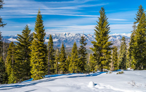 Красивый зимний вид на горы и зеленые ели под голубым небом